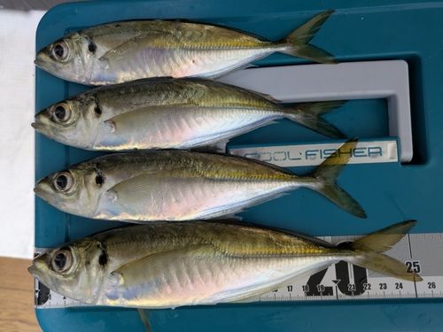 アジの釣果