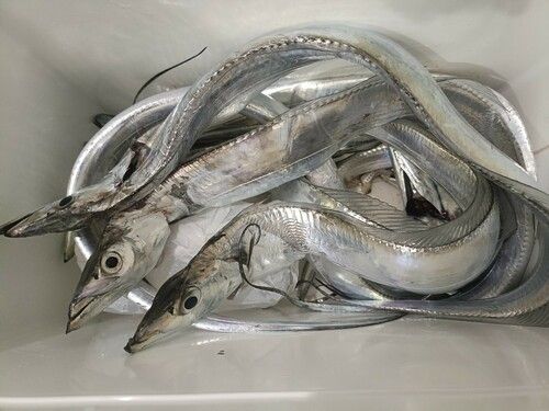 タチウオの釣果