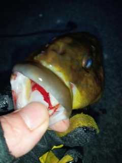 アイナメの釣果