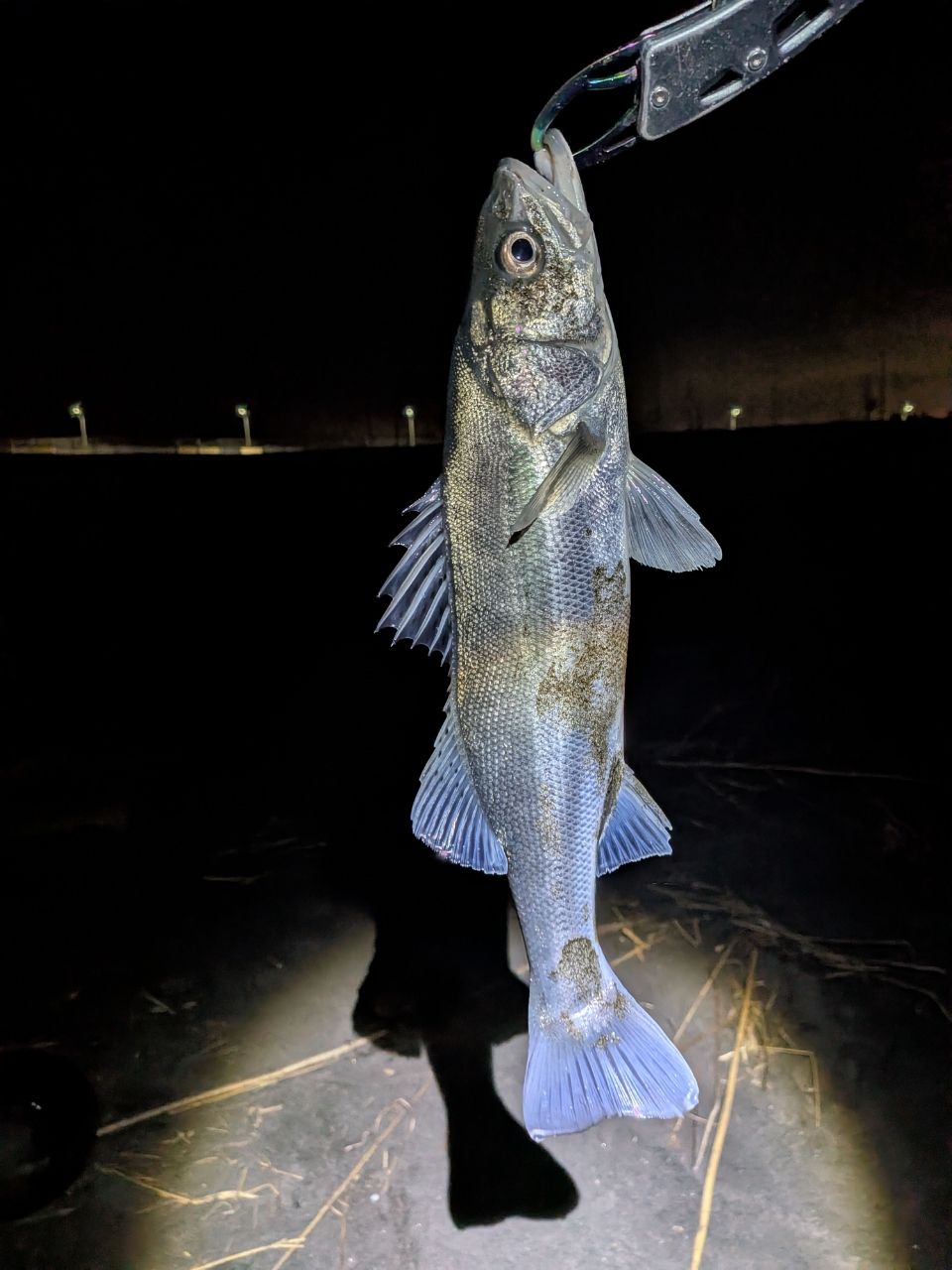 DAIWA 19ラテオ R 100MLの最安値・インプレ・釣果 | 本音の口コミが