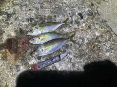 アジの釣果