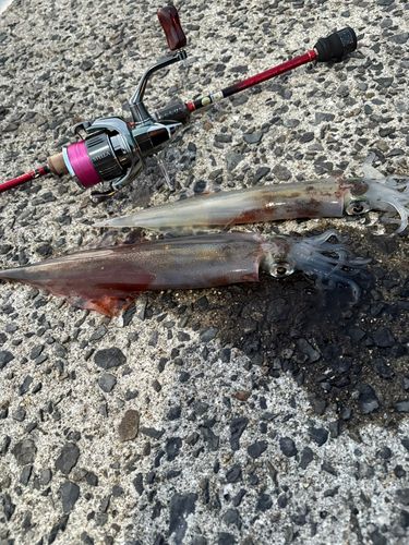 ヤリイカの釣果