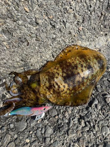 アオリイカの釣果
