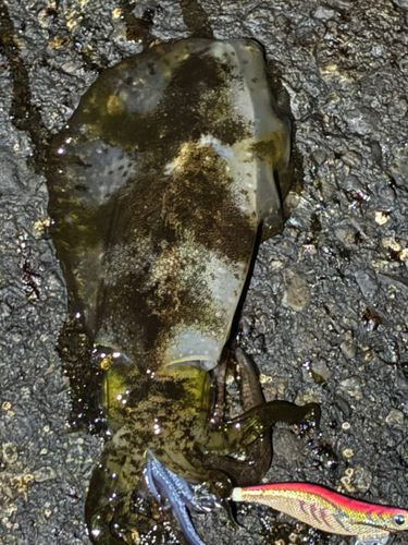 アオリイカの釣果