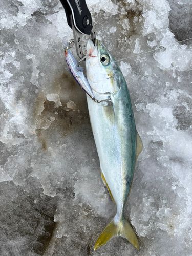 コズクラの釣果