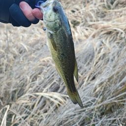 ラージマウスバス