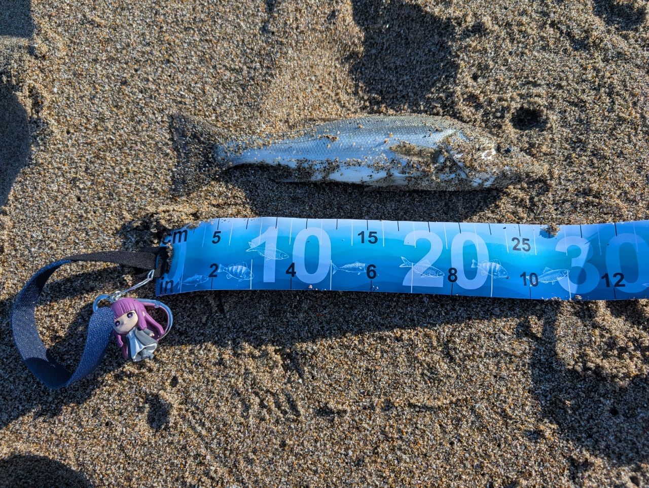 セイゴ（マルスズキ）