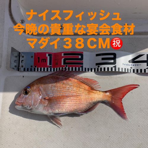 マダイの釣果
