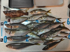 マアジの釣果