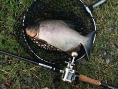 コロソマの釣果