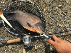 コロソマの釣果