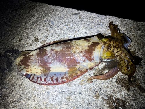 アオリイカの釣果