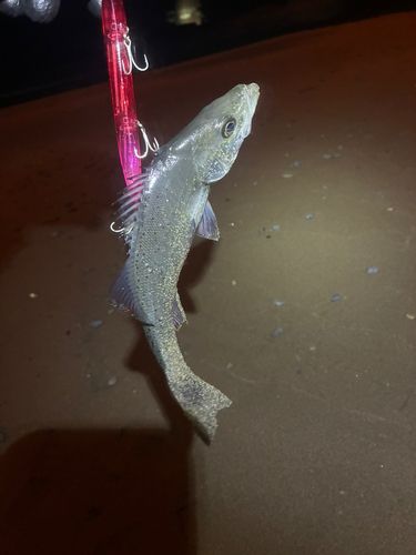 セイゴ（マルスズキ）の釣果