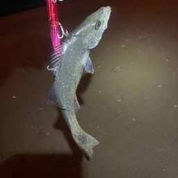 セイゴ（マルスズキ）