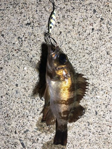 アカメバルの釣果