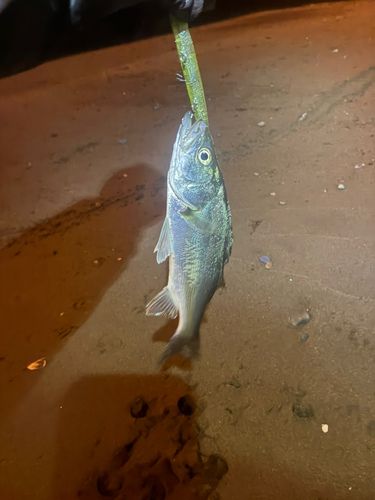 セイゴ（マルスズキ）の釣果