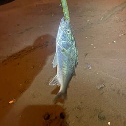 セイゴ（マルスズキ）