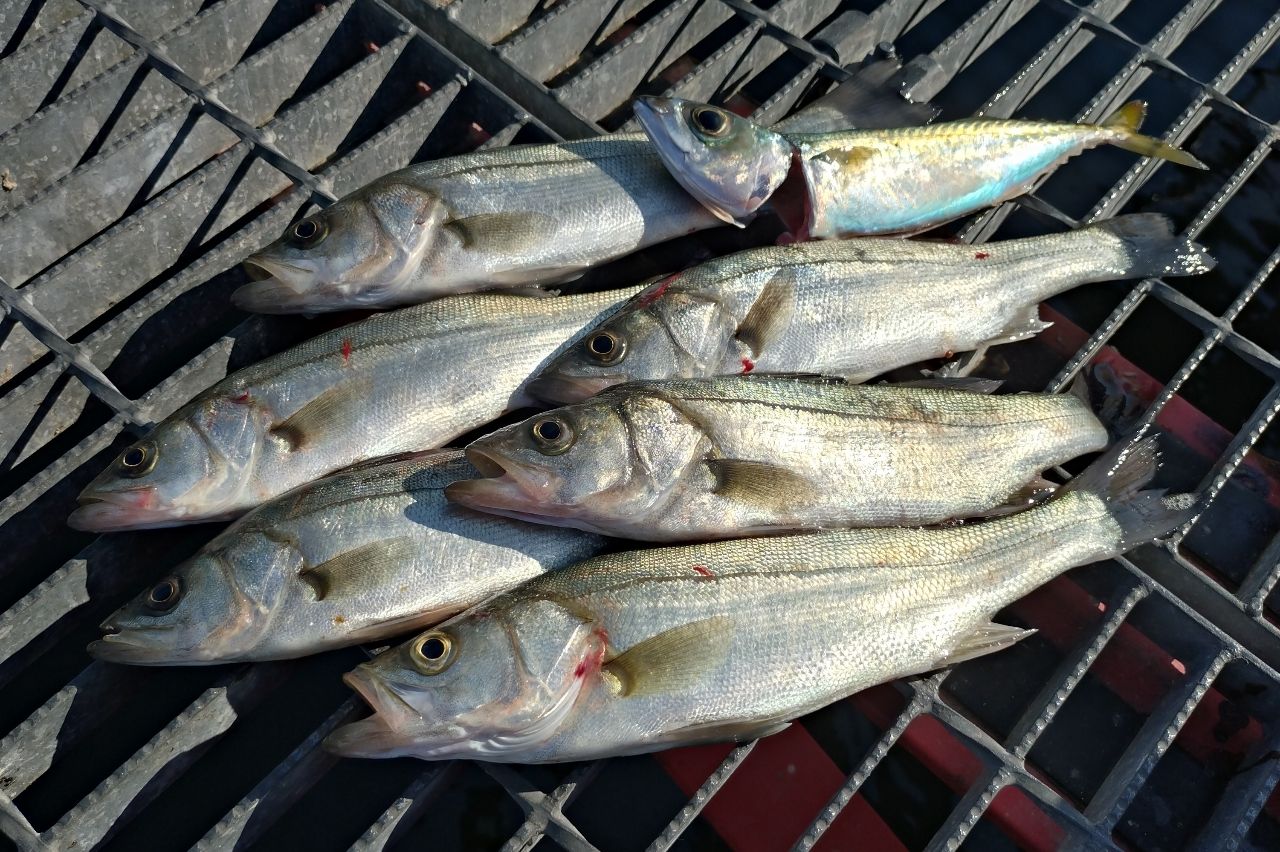 セイゴ（マルスズキ）