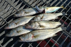 セイゴ（マルスズキ）の釣果