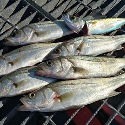 セイゴ（マルスズキ）