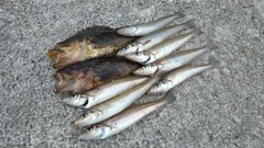 シロギスの釣果