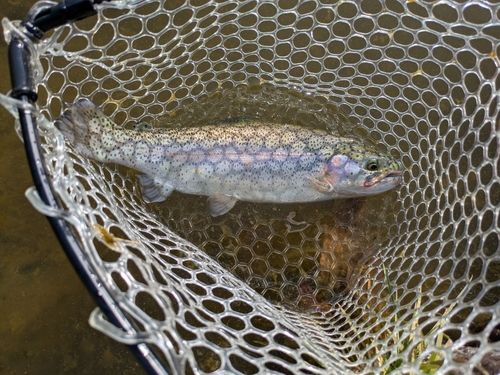 ベリーパーク in FISH ON! 王禅寺