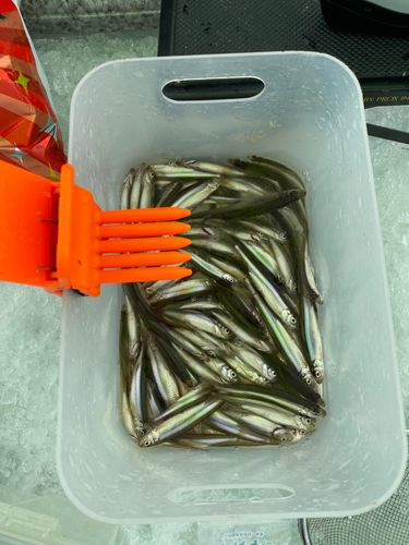 ワカサギの釣果