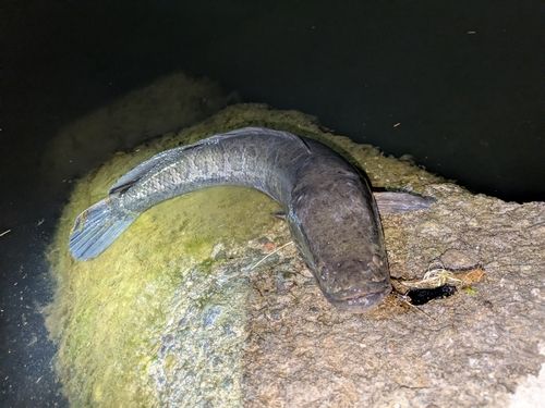 ライギョの釣果