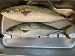 ブリの釣果
