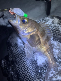 シロメバルの釣果