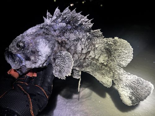 クロソイの釣果