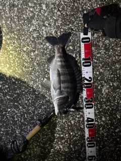 クロダイの釣果