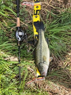 ラージマウスバスの釣果