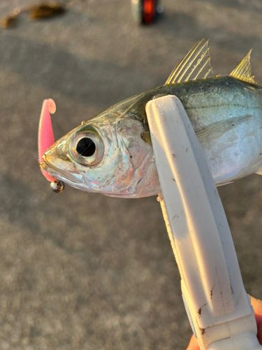 内浦湾（鴨川）