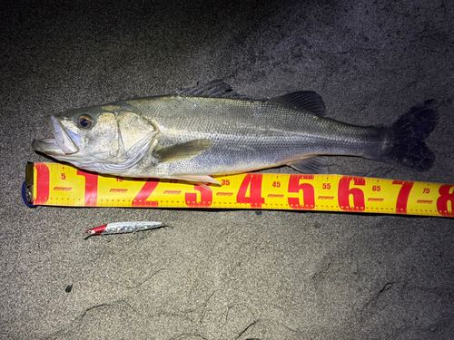 シーバスの釣果