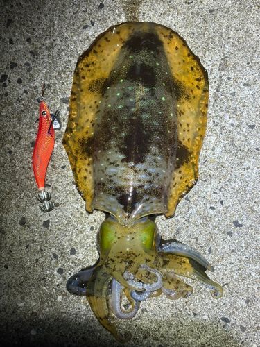 アオリイカの釣果