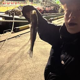 セイゴ（ヒラスズキ）