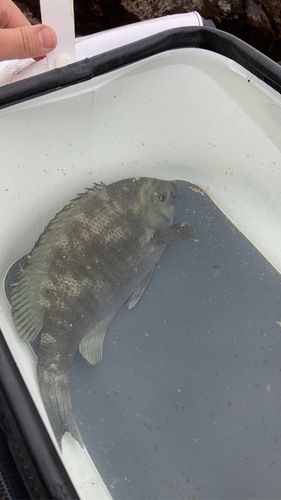 三ツ石（真鶴）