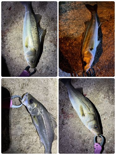 シーバスの釣果