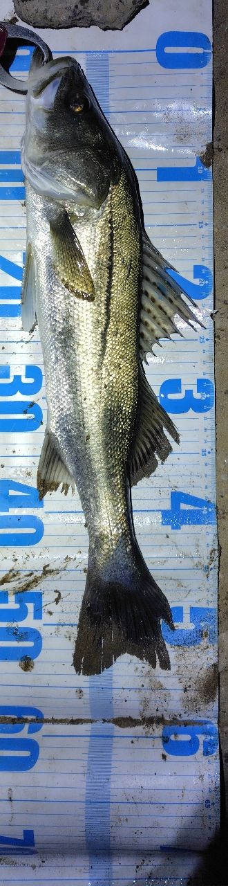 APIA フージン' Z TESTAMATTA 88MHの最安値・インプレ・釣果