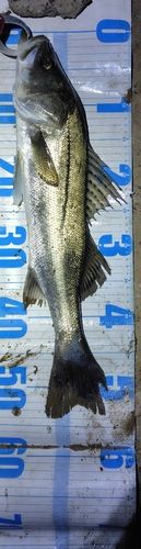 シーバスの釣果