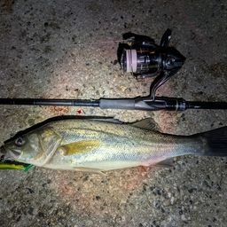 セイゴ（マルスズキ）