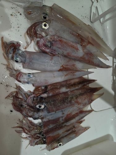 ヤリイカの釣果