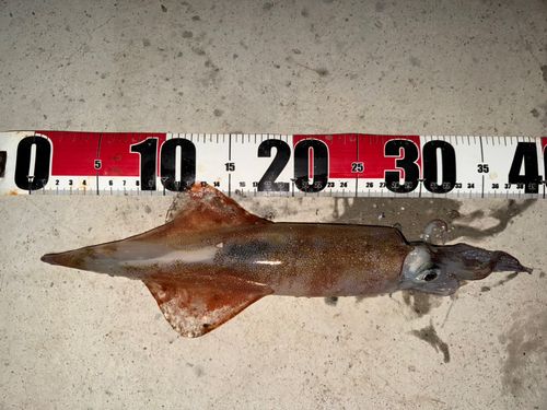 ヤリイカの釣果