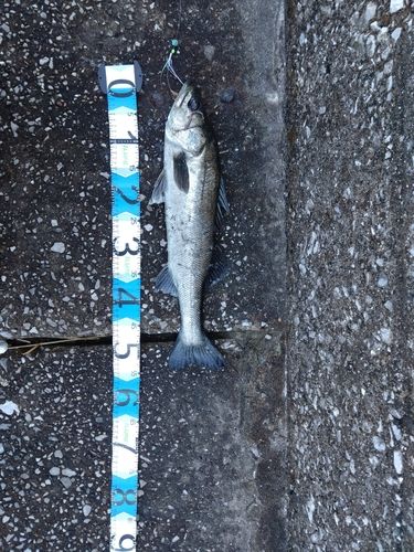 東京湾（アクアライン以北）