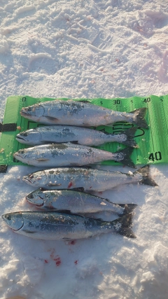 サクラマスの釣果