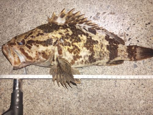 ベッコウゾイの釣果