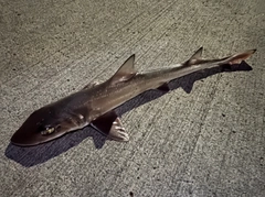 ホシザメの釣果