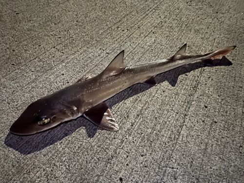 ホシザメの釣果