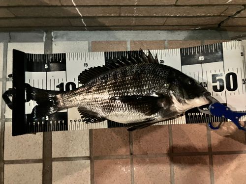 クロダイの釣果